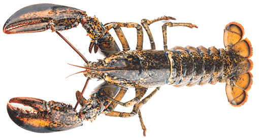 Alaskan King Crab - Image 2
